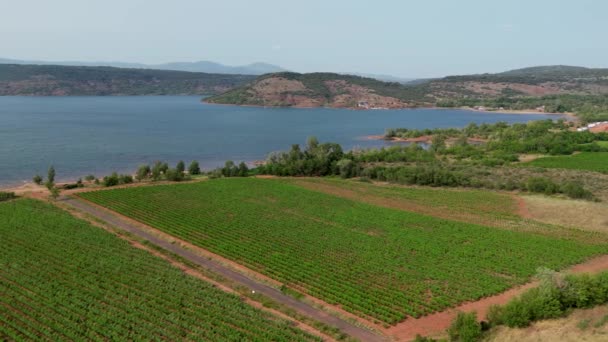 Volando Sobre Viñedo Lac Salagou Herault Occitanie Francia Imágenes Alta — Vídeo de stock