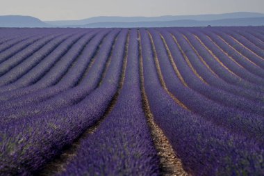 Provence, gün batımında lavanta tarlası, Valensole Plateau Provence France, çiçek açan lavanta tarlaları, Avrupa, yüksek kaliteli fotoğraf