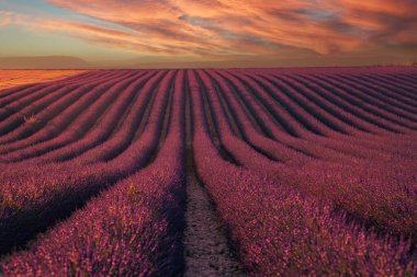 Provence, gün batımında lavanta tarlası, Valensole Plateau Provence France, çiçek açan lavanta tarlaları, Avrupa, yüksek kaliteli fotoğraf
