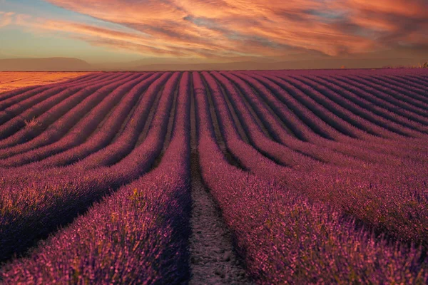 Provence Lavender Field Sunset Valensole Plateau Provence France Blooming Lavender — Stock Photo, Image