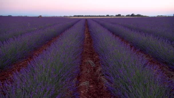 Plateau Valensole Lavendelfeld Und Haus Bei Sonnenuntergang Haute Alpes Provence — Stockvideo