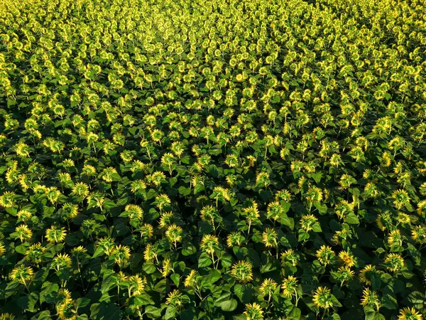 Günbatımı Hava Görüntüsü Ayçiçeği tarlası, yüksek kalite 4k fotoğraf