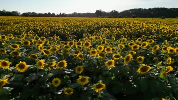 Sonnenuntergang Luftaufnahme Sonnenblumenfeld Hochwertiges Filmmaterial — Stockvideo
