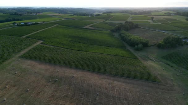 Letecký Pohled Bordeaux Vinice Pícniny Balíky Sena Létě Při Východu — Stock video