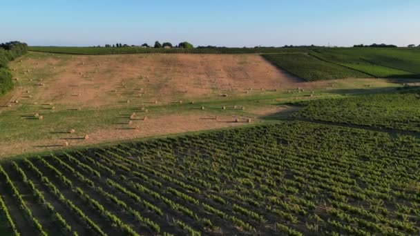 Widok Lotu Ptaka Bordeaux Winnica Pola Pastewne Belami Siana Lecie — Wideo stockowe