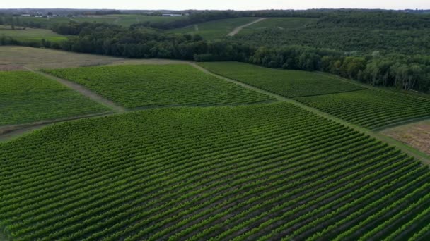 Vista Aérea Bordeaux Viñedo Bosque Verano Amanecer Película Drone Verano — Vídeos de Stock