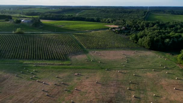 Luchtfoto Bordeaux Wijngaard Voedervelden Met Hooibalen Zomer Bij Zonsopgang Film — Stockvideo