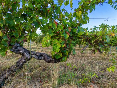 FRANSA, KIZ, TARGON, 2023 yazında eski bir sarmaşığa MILDEW 'İN DEVAM EDİLDİ, BORDEUX VINEYARDS' IN% 90 'ı bu hastalıktan etkilendi