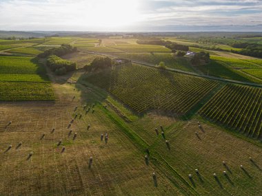 Hava manzaralı Bordeaux Vineyard ve yazın gün doğumunda saman balyalarıyla otlaklar, yazın drone 'lar, Entre deux merler, yüksek kaliteli fotoğraf