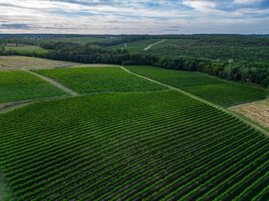 Bordeaux üzüm bağı ve ormanı yazın gündoğumunda, yazın insansız hava aracı ile, Entre deux mers, yüksek kalite 4k görüntü
