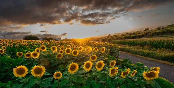 Sıcak akşam ışığında ayçiçeği tarlaları, Charente, Fransa, yüksek kaliteli fotoğraf