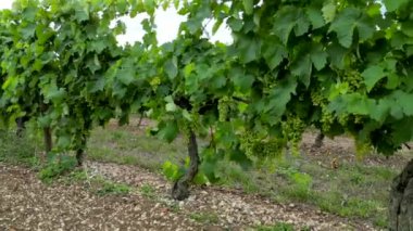 Hava manzaralı Charentes denizcilik, konyak bölgesi, Asnieres la Giraud yakınlarındaki konyak bağları, konyak adresli bölge, yüksek kaliteli 4k görüntü.