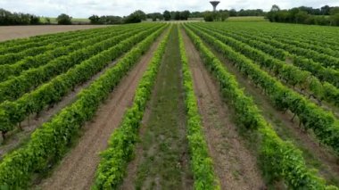 Hava manzaralı Charentes denizcilik, konyak bölgesi, Asnieres la Giraud yakınlarındaki konyak bağları, konyak adresli bölge, yüksek kaliteli 4k görüntü.