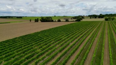 Hava manzaralı Charentes denizcilik, konyak bölgesi, Asnieres la Giraud yakınlarındaki konyak bağları, konyak adresli bölge, yüksek kaliteli 4k görüntü.