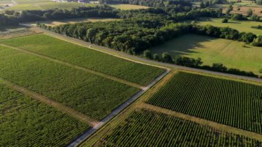 Hava manzaralı Bordeaux Vineyard, yazın insansız hava aracı tarafından çekilen film, Medoc, Fransa, yüksek kalite 4K görüntü.
