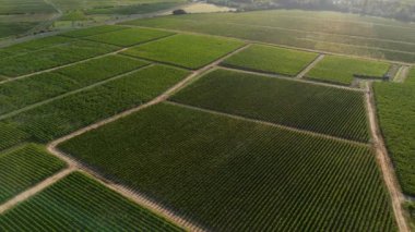 Hava manzaralı Bordeaux Vineyard, yazın insansız hava aracı tarafından çekilen film, Medoc, Fransa, yüksek kalite 4K görüntü.