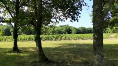 Bordeaux üzüm bağları, Medoc, Gironde Bölümü 'nün Aquitaine bölgesinde, Fransa, Avrupa, Hava Manzarası. Yüksek kalite 4k görüntü