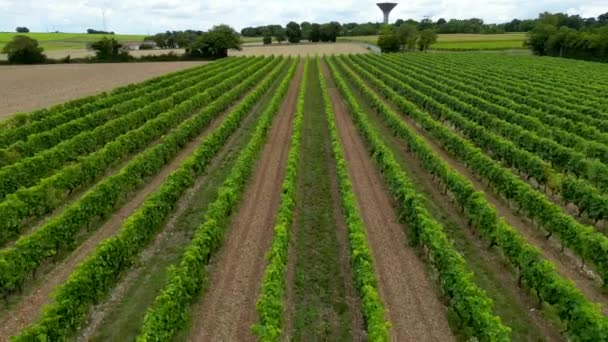 空中ビューシャルテス海事 コニャックの地域 コニャックの近くのコニャックのブドウ畑 コニャックの飾り付けの地域 高品質の4K映像 — ストック動画