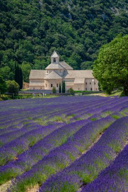 Senanque Abbey Gordes Provence Lavanta tarlaları, Notre-Dame de Senanque, açan mor-mavi lavanta tarlaları Luberon Fransa, Avrupa, yüksek kaliteli fotoğraf