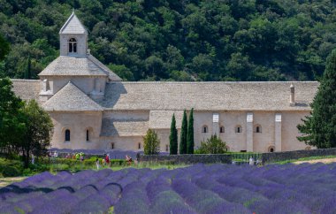 Senanque Abbey Gordes Provence Lavanta tarlaları, Notre-Dame de Senanque, açan mor-mavi lavanta tarlaları Luberon Fransa, Avrupa, yüksek kaliteli fotoğraf