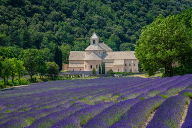 Senanque Abbey Gordes Provence Lavanta tarlaları, Notre-Dame de Senanque, açan mor-mavi lavanta tarlaları Luberon Fransa, Avrupa, yüksek kaliteli fotoğraf