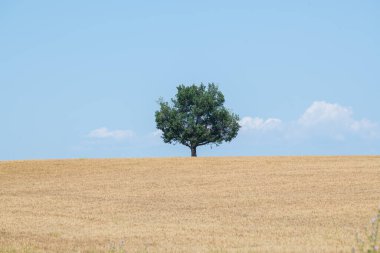 Mavi gökyüzüne ve yazın buğday tarlasına karşı görkemli ağaç, yüksek kaliteli fotoğraf