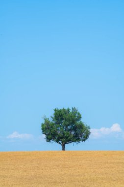 Mavi gökyüzüne ve yazın buğday tarlasına karşı görkemli ağaç, yüksek kaliteli fotoğraf