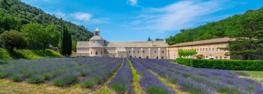 Senanque Abbey Gordes Provence Lavanta tarlaları, Notre-Dame de Senanque, açan mor-mavi lavanta tarlaları Luberon Fransa, Avrupa, yüksek kaliteli fotoğraf