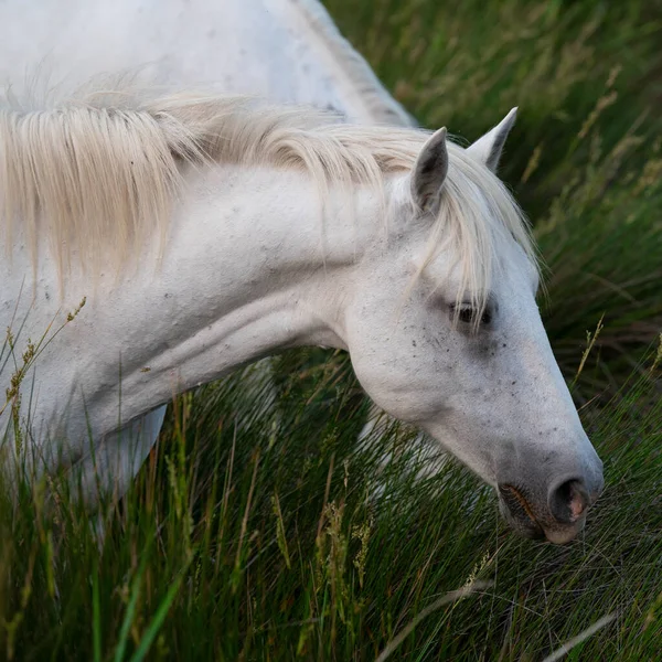 Camargue Koń Dorosły Źrebak Jedzący Trawę Przez Bagna Saintes Marie — Zdjęcie stockowe