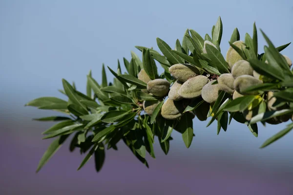 Green Almonds on the tree in Provence, France, High quality photo