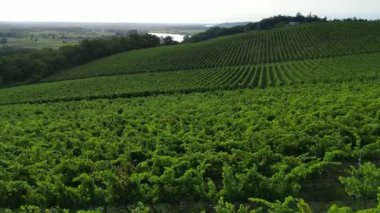 Hava manzaralı Bordeaux Vineyard, yazın insansız hava aracı tarafından çekilen film, Entre deux mers, Langoiran, yüksek kalite 4k görüntü