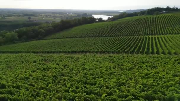 Vista Aérea Bordeaux Vineyard Amanecer Película Drone Verano Entre Deux — Vídeo de stock