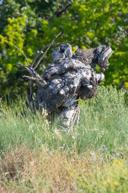 Fransız kampanyasında ölü ağaç, Provence, Fransa, yüksek kalite fotoğraf