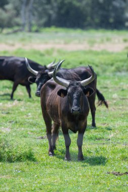 Fransa 'nın güneyindeki genç Camargue boğası, Camargue yarışları için göllerde yetişen boğalar, yüksek kaliteli fotoğraflar.