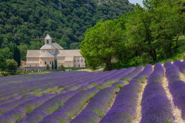 Senanque Abbey Gordes Provence Lavanta tarlaları, Notre-Dame de Senanque, açan mor-mavi lavanta tarlaları Luberon Fransa, Avrupa, yüksek kaliteli fotoğraf