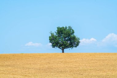 Mavi gökyüzüne ve yazın buğday tarlasına karşı görkemli ağaç, yüksek kaliteli fotoğraf