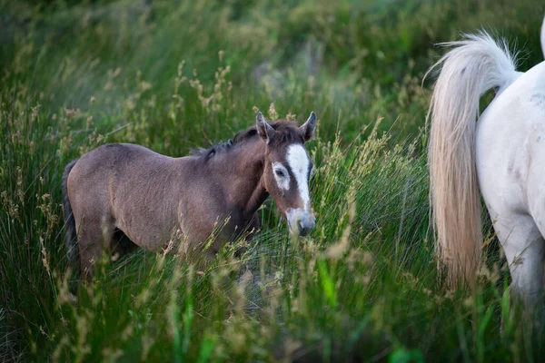 Camargue Cavalo Adulto Potro Comendo Grama Através Pântano Saintes Marie — Fotografia de Stock