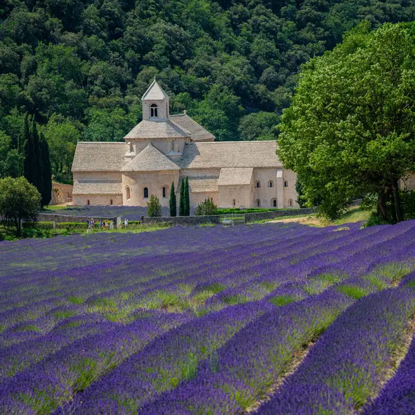 Campos Lavanda Senanque Abbey Gordes Provence Notre Dame Senanque Florescendo — Fotografia de Stock