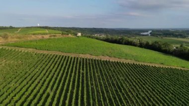 Hava manzaralı Bordeaux Vineyard, yazın insansız hava aracı tarafından çekilen film, Entre deux mers, Langoiran, yüksek kalite 4k görüntü