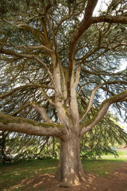 Muhteşem Eski Lübnan Cedar, Celles sur Belle, Deux Sevres, Fransa, yüksek kaliteli fotoğraf