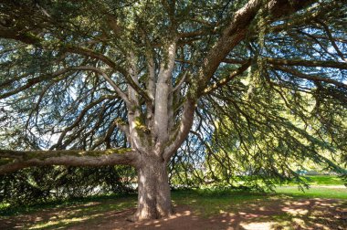 Muhteşem Eski Lübnan Cedar, Celles sur Belle, Deux Sevres, Fransa, yüksek kaliteli fotoğraf
