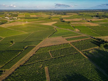 Hava manzaralı Bordeaux Vineyard, Entre deux mers, Gironde. Yüksek kalite fotoğraf