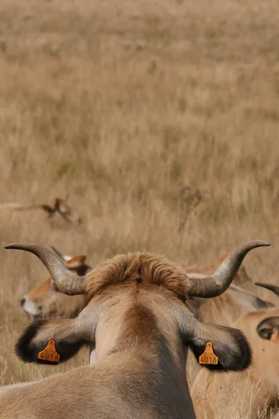 Aubrac Koeien Het Platteland Van Lozere Midden Natuur Het Zuiden — Stockfoto