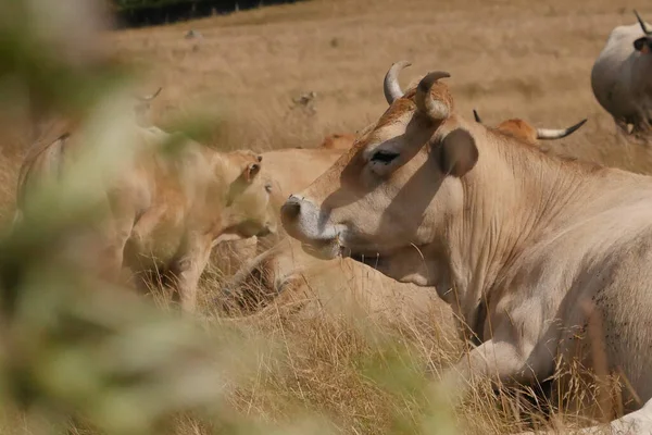 Vacile Aubrac Din Mediul Rural Din Lozere Înconjurate Natură Sudul — Fotografie, imagine de stoc
