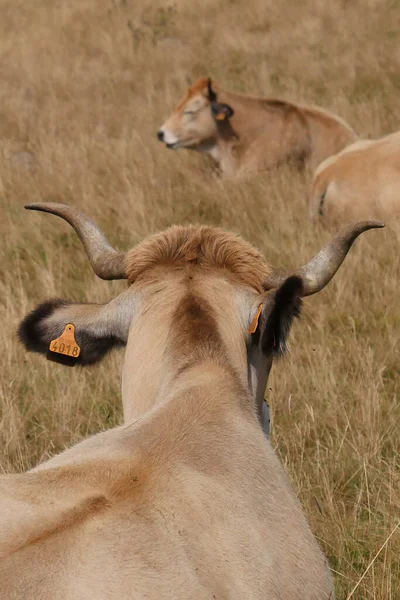 Aubrac Koeien Het Platteland Van Lozere Midden Natuur Het Zuiden — Stockfoto