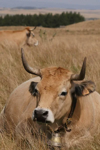 Αγελάδες Aubrac Στην Ύπαιθρο Της Lozere Περιβάλλεται Από Φύση Στη — Φωτογραφία Αρχείου