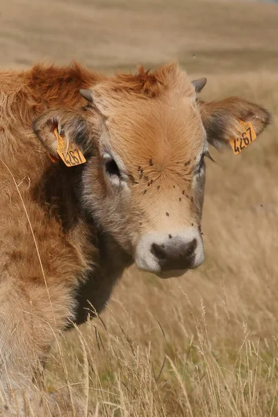 Aubrac Krowy Wsi Lozere Otoczony Przez Naturę Południu Francji Wysokiej — Zdjęcie stockowe