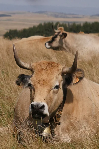 Vacas Aubrac Campo Lozere Rodeado Naturaleza Sur Francia Foto Alta — Foto de Stock