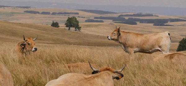 Aubrac Krowy Wsi Lozere Otoczony Przez Naturę Południu Francji Wysokiej Zdjęcia Stockowe bez tantiem