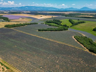 Fransa 'nın güneyindeki Alpes-de-Haute-Provence platosundaki lavanta tarlalarının hava görüntüsü. Yüksek kalite fotoğraf